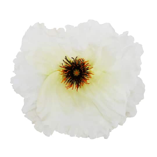 Deluxe Cream Poppy Floral Accent by Ashland&#xAE;